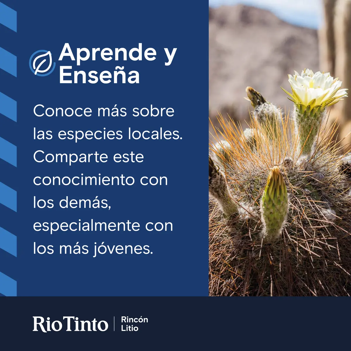 Minería Carteles Ambientales Flora aprende y ensena